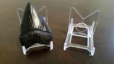 *25 Adjustable 2" 2-Part Display Stand Easel Megalodon Shark Tooth Teeth
