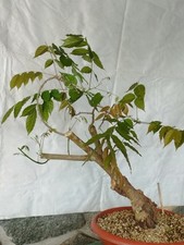 Bonsai di Glicine 45x16cm In Vaso Pianta Sottile Da Interno Esterno Robusta 🪾🪾