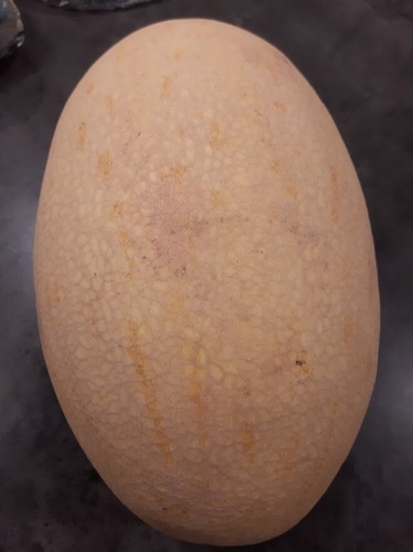Giant Uzbek Sweetness Melon - 5+ seeds - Graines - Samen - Cm 031 - Picture 2 of 2