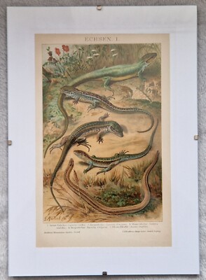 Top Rar Druck Brockhaus 1898 Echsen Gerahmt Zauneidechse, Blindschleiche uvm.