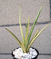 Sansevieria Nine Tails Variegated Plant Houseplant Succulent #1