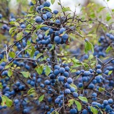 1kg Frozen Scottish Sloes