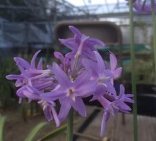 Tulbaghia ?Violacea? 9cm Plants. National Collection Holders-