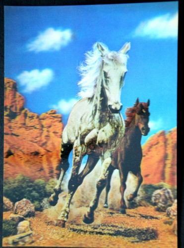 49205 3D Ak SSp-A-377 Horses IN Grand Canyon | eBay