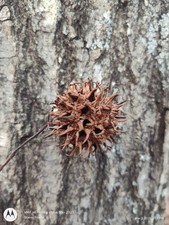 ARTS CRAFTS SWEET GUM TREE BALLS SETS OF 10