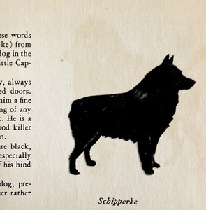 Schipperke 1939 Dog Breed Art Ole Larsen Color Plate Print Antique PCBG18