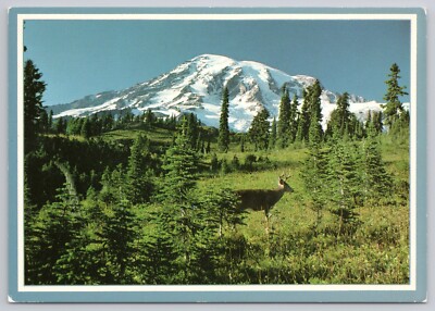 Postcard Mount Rainier National Park Washington White Tail Deer Buck