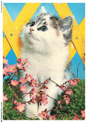 ASHP1-0045-CHAT - Eine Katze Mit Verschiedenen Farben Und Blumen