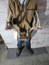 Wild 10 Point Whitetail Deer Antler Rack Horn Skull Plate Mount Man Cave 123"