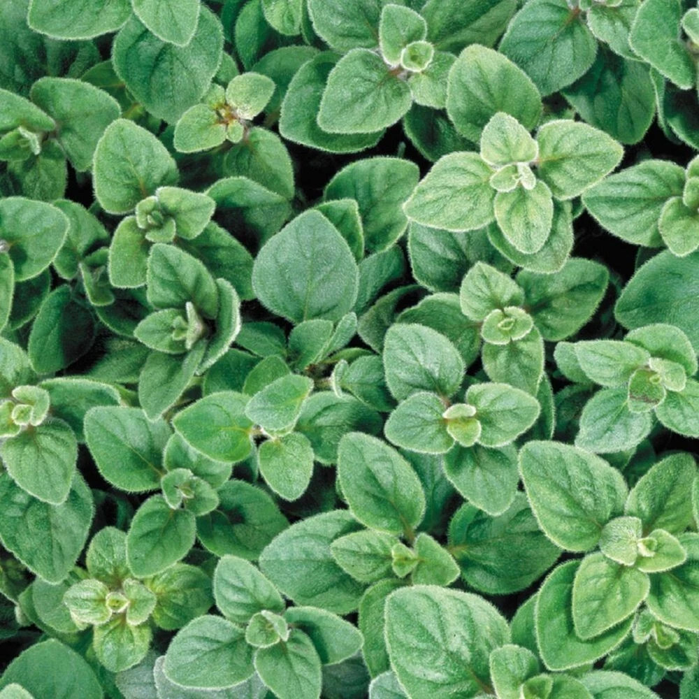 4x Oregano plug plants VERY HEALTHY MOTHER image 3