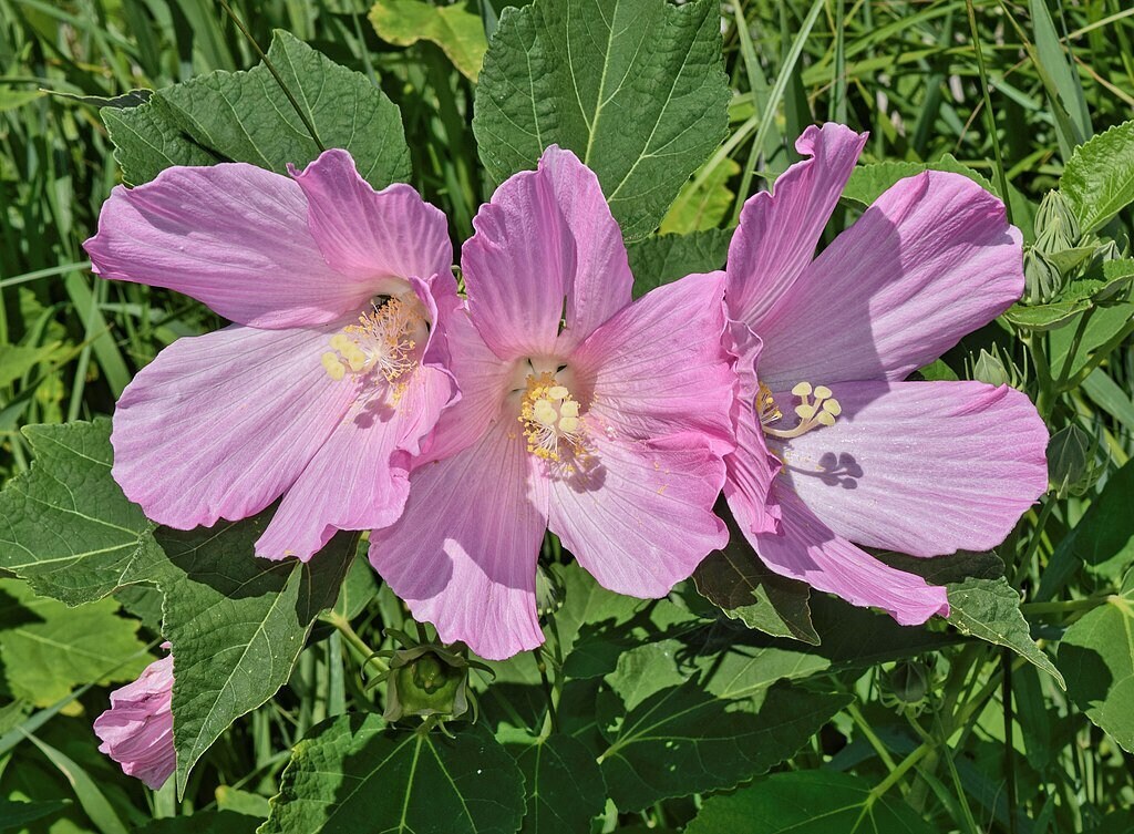 Picture 4 of 6