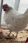 Zombie Chicken Hatching Eggs – F1 & F2 – Auto-Sexing – 6 Eggs — photo 9