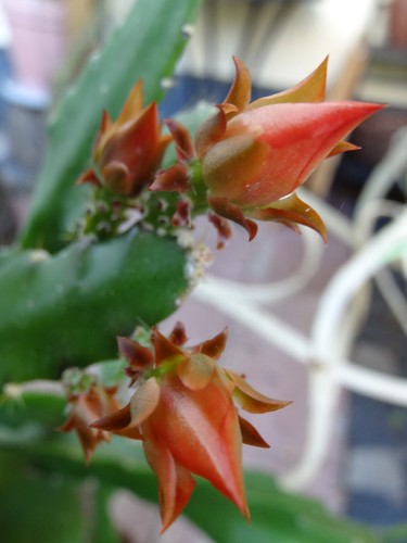 Blattkaktus Epiphyllum bewurzelt Ableger ca38cm Epi Kakteen Kaktus Weiß Rot Gelb - Bild 11 von 24