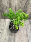 Myrciaria Plinioides - 1+ YRS OLD — photo 2
