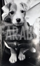 Photo De Presse Vintage Animaux Domestiques Chiot De JACK RUSSEL Tirage 12x20 Cm