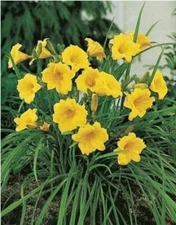 Stella De Ora Daylily Live Plant Tuber & Roots Cold Hardy Perennial Reblooming