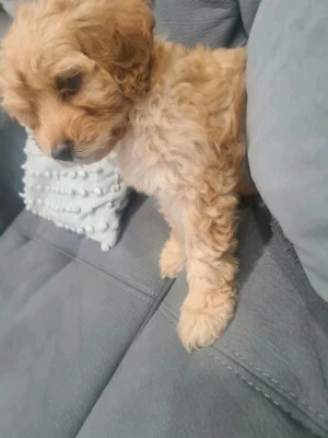 cavoodles for sale gumtree