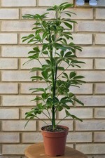 Schefflera arboricola ‘Nora’ Indoor House Plant 70cm Tall Dwarf Umbrella Tree