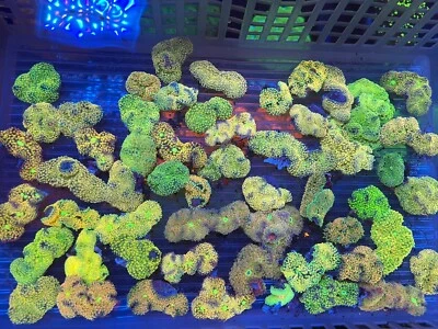 Fabulous Pastel-rainbow Colors Ricordea Mushrooms 1-2" Live Coral