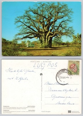 c39892 Giant Baobab Tree Tshipise Transvaal Südafrika Postkarte 1979 Stempel