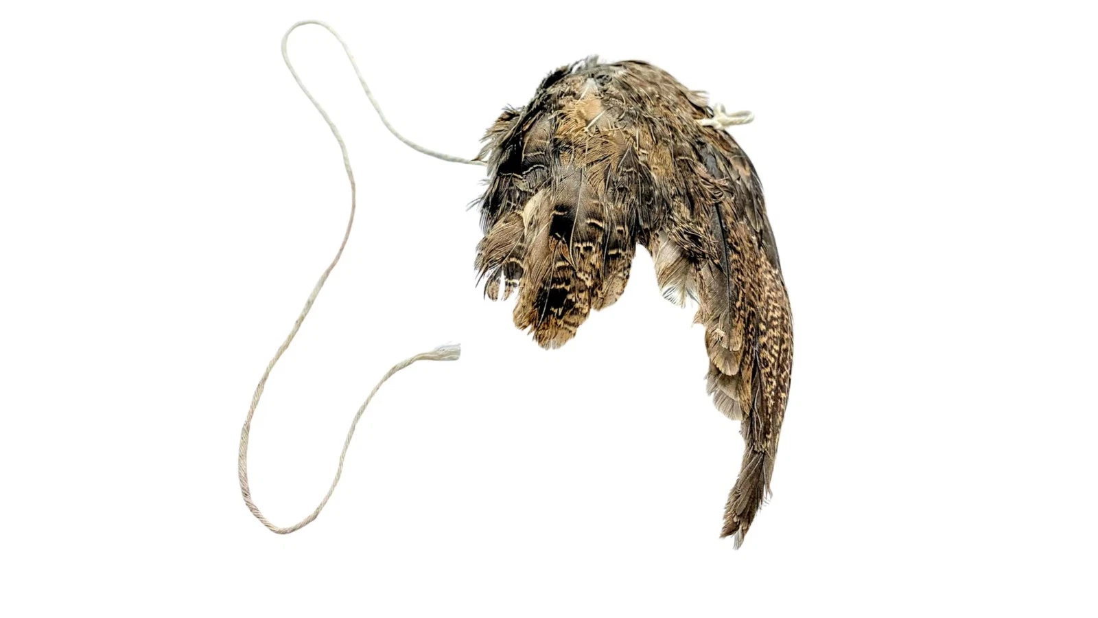 Unique Wing on String Cat Toy - Real Quail Wing Bird Scent Interactive Play f...