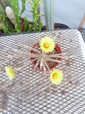 Large Astrophytum Caput-medusae Rare Cactus On Graft
