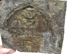 Cambrian Fremontia Mesonacis fremontensis trilobite fossil Latham California #1