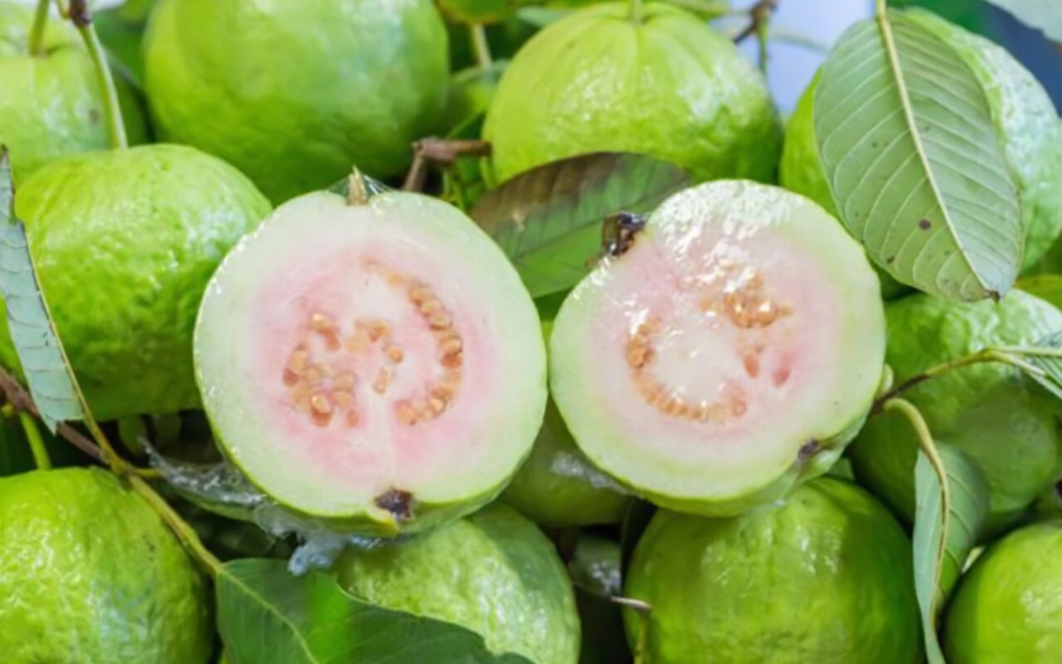 Fresh Guavas (2 - 3 Lbs.) | eBay