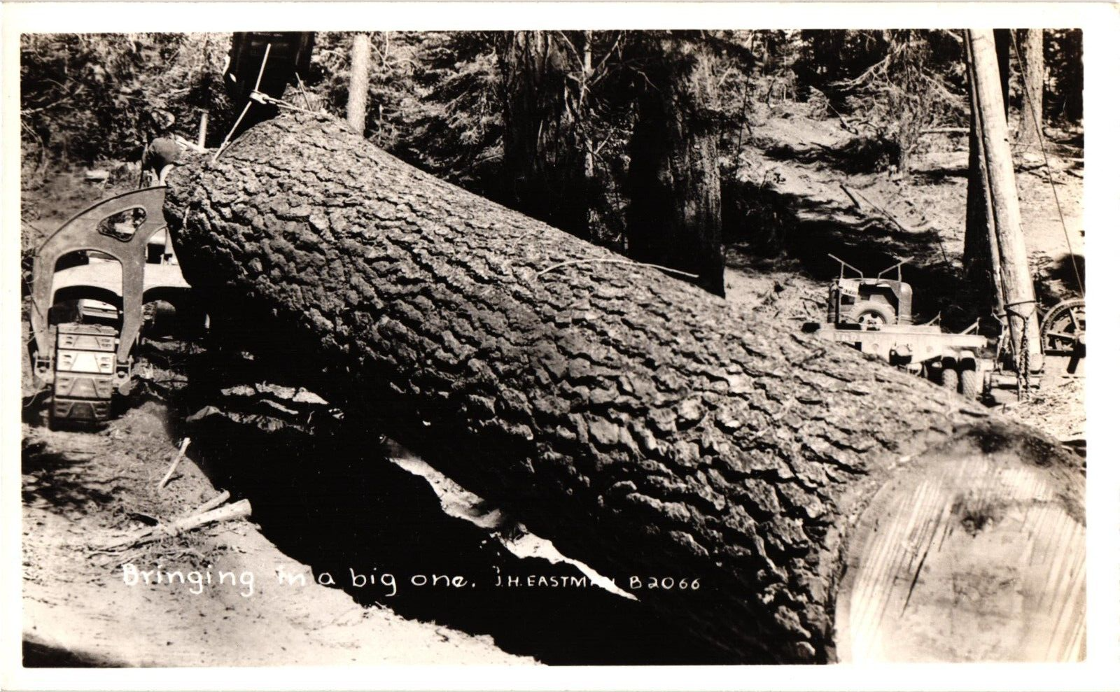 Bringing in a Big One Logging RPPC Real Photo Postcard c1930-40s