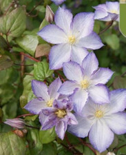 20 SEEDS White Violet CLEMATIS rare flower exotic vine bush plant USA Seller