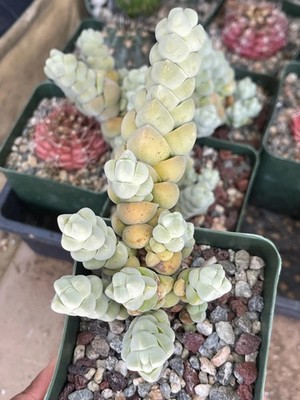 Crassula Plegmatoides Rare Exotic Succulent Live Plant Easy Care Unique