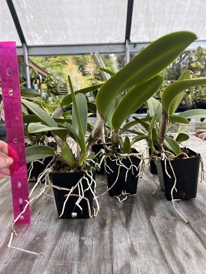 Rlc Pamela Ann Oliveros 'The Byrd' HCC/AOS Clone 4” | eBay