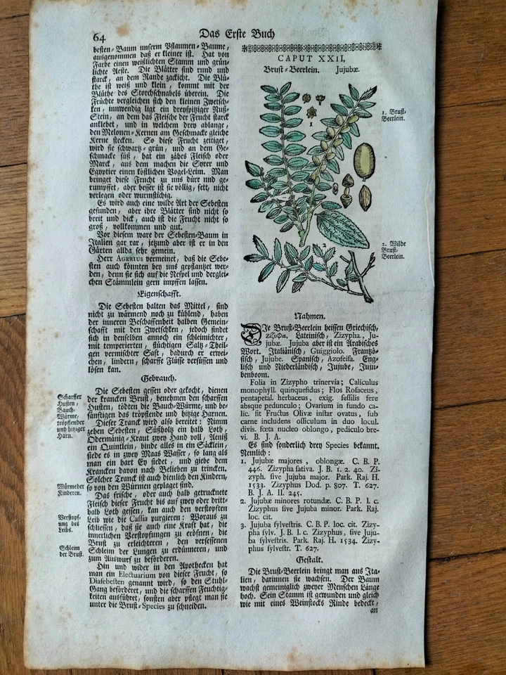 2 Planches de Botanique 17ème (5 gravures) par TABERNAEMONTANUS ca 1664 - Photo 3/4