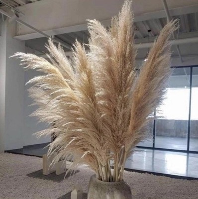 15 Pampasgras 120cm Getrocknet Trockenblumen Deko Natur Boho Hochzeit 
