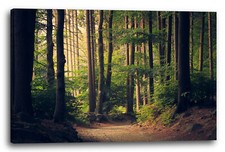 Canvas/Frames Nature images Path through European forest, dark light, mural