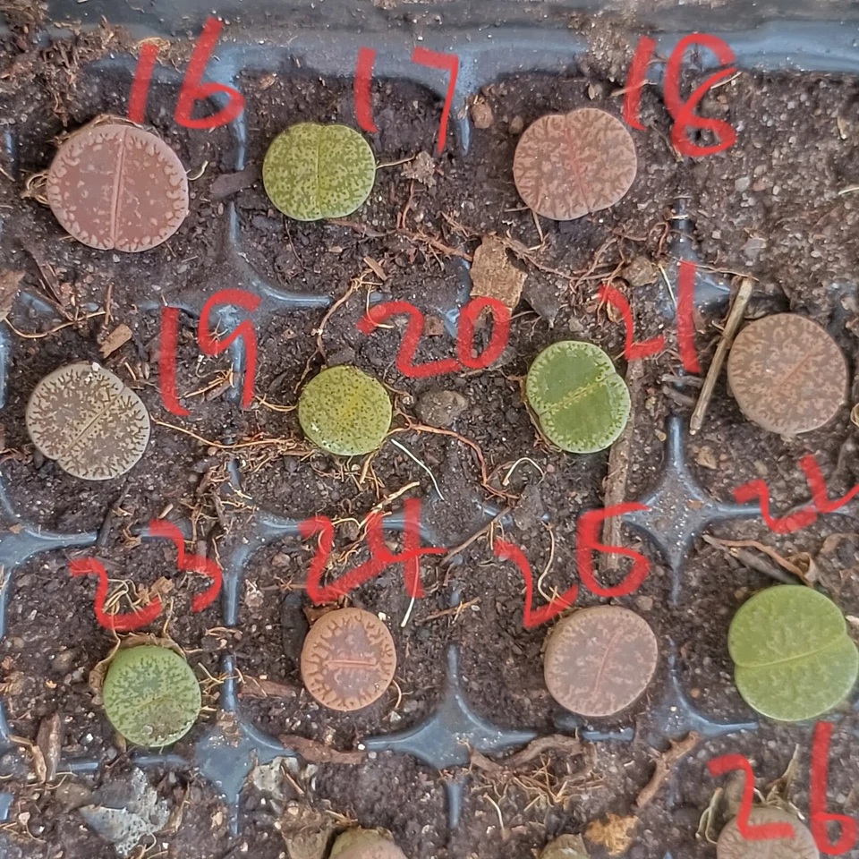 Lithops Living stone about 1 cm nice succulent - Image 3 of 4