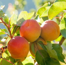 Dwarf Apricot Fruit Tree Moorpark SUPER SWEET Organic SEED Non-GMO for Planting