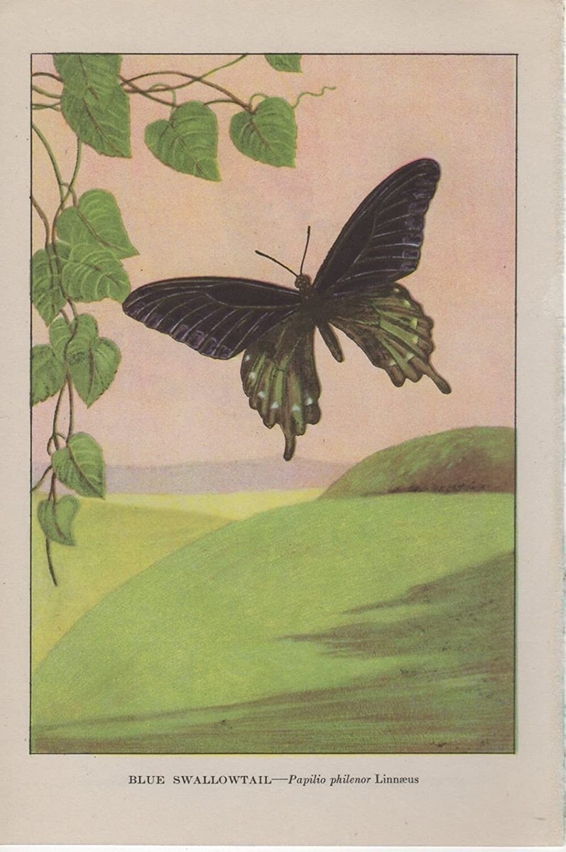 版画 SWALLOWTAIL BUTTERFLY 版画 SWALLOWTAIL BUTTERFLY 1917 Vintage BUTTERFLIES