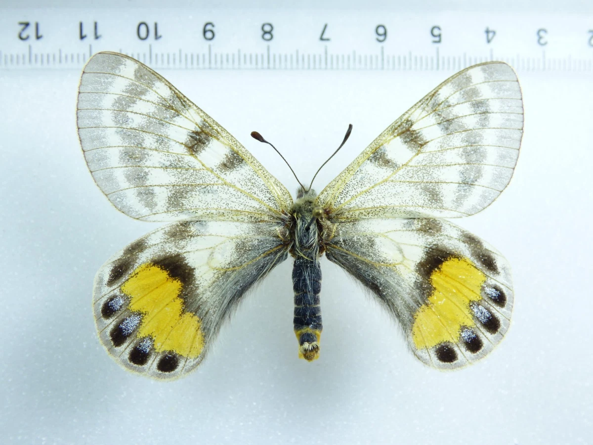 Parnassius Butterfly for sale | eBay
