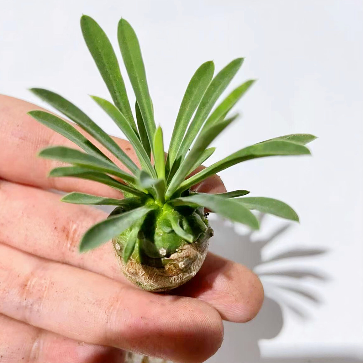 3CM Euphorbia Bupleurifolia Cactaceae Succulent Cactus Live Plant Beautiful