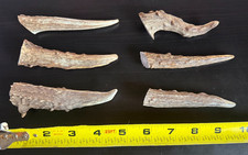 Lot of 6 Large Whitetail Deer Antler Brow Tine Tips, Tines, Points - Item 85-6