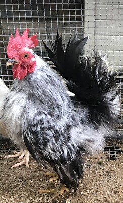 6 Hatching Eggs Serama Type A//B NPIP//AI