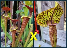 2025 SARRACENIA SEEDS: WASP X KING COBRA [CARNIVOROUS PLANT SEED]