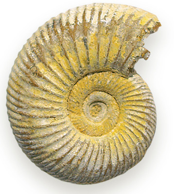 NEW FOSSILS OF THE WORLD Genuine Fossil Ammonite