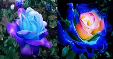 100 Pcs Rare Blue Pink Roses Climbing Plant Seeds Balcony Garden Potted Rose ...