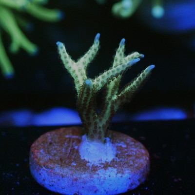 CS BIRD OF PARADISE BIRDSNEST - WYSIWYG - LIVE CORAL - Frag - SPS LPS ZOAS