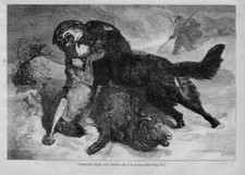 SHEEP RESCUED FROM THE WOLF BY SHEPHERD'S BEST FRIEND THE DOG SHEPHERD HISTORY