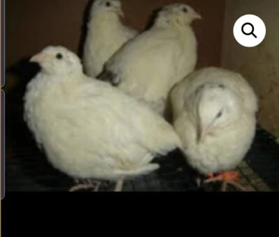 24+ FERTILE JUMBO TEXAS A&M COTURNIX Quail Hatching eggs From Meat & Egg Birds