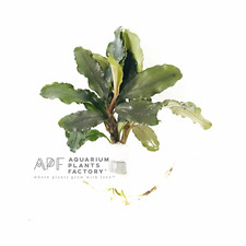 Bucephalandra Lalina Buce Aquarium Plants Factory