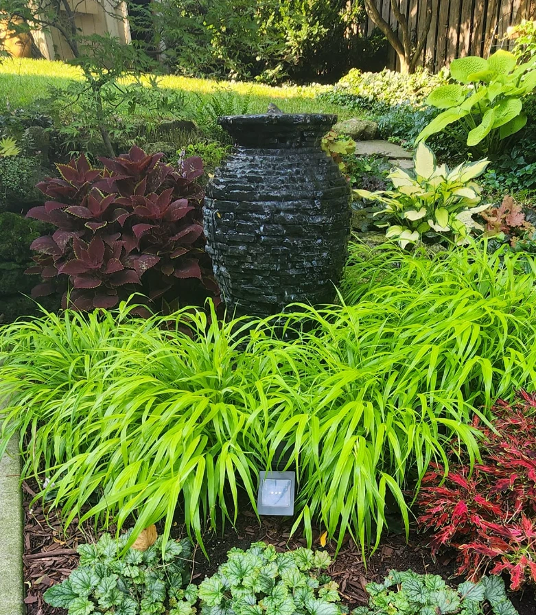 Live Japanese Forest Grass Plant – 4" Pot – Graceful Shade-Loving Ornamental - Image 3 of 4